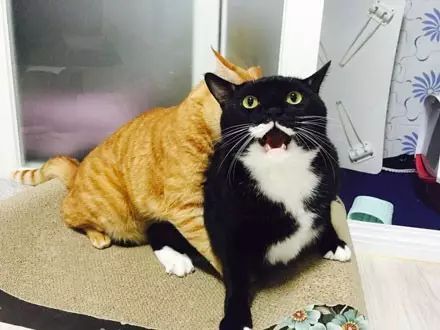  奶牛猫爪贱按了下橘猫的头后,橘猫很生气,后果...