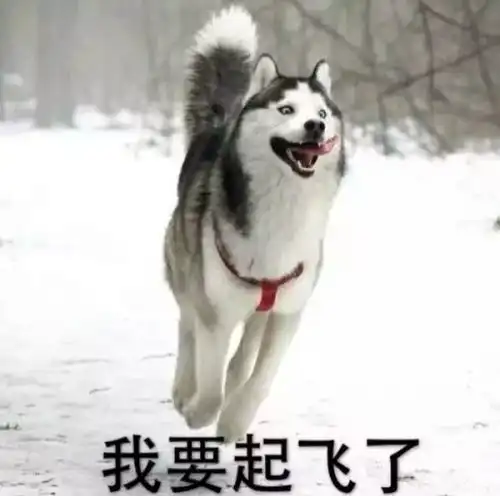  叮为您定制的狗狗特辑已送达