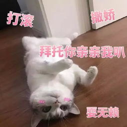  猫咪表情包打滚,撒娇,不要嫌弃我好吗