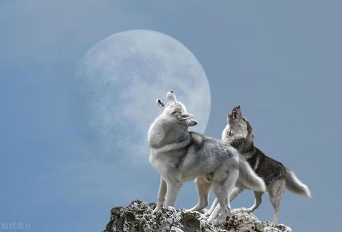  狼崽变身牧羊犬,羊圈三天少一羊,原来狼崽盗羊救母了传闻