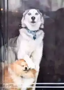  有了它,你就有了一套行走的表情包