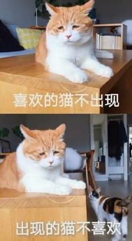  这些个表情包,就算不存,看一眼也会笑出声