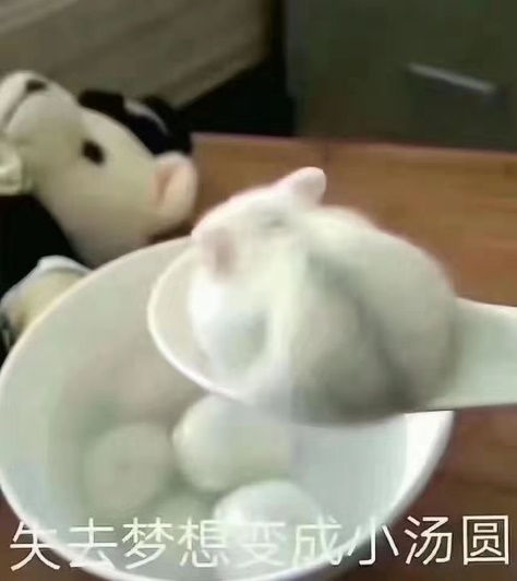 我要失去你了表情包小汤