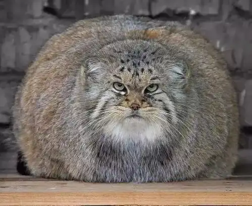  兔狲是猫不是兔,体型近球型,简直是行走的表情包