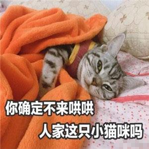 猫咪表情包忘了他吧,我卖萌养你
