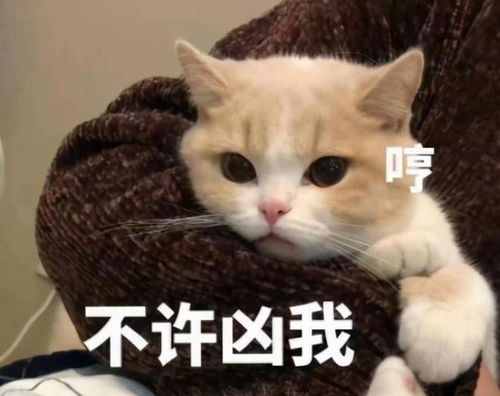  原来摸猫头,在猫咪看来,竟有这些意思