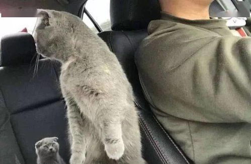  主人正在开车,猫咪突然伸爪搭肩,有谁注意到后座那只猫的表情