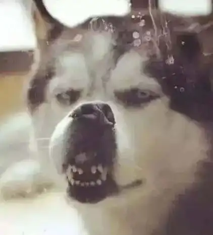  刚带回家的小二哈不但没拆家,还挣了300块补贴家用...