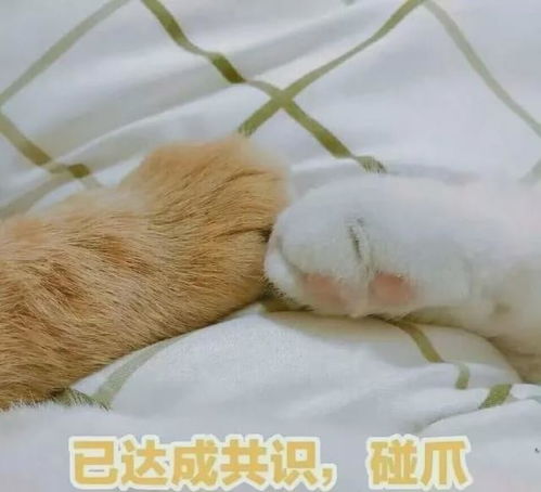 动漫猫咪卖萌表情包吸猫
