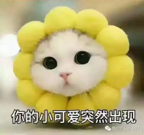  綦江手机台选小记者,赶快报名哦