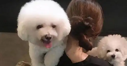  饲养比熊犬,这些事情尽量别做,很容易伤它感情
