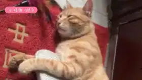  皮蛋的夜宵