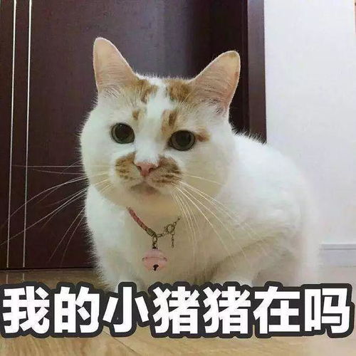  你爱用的微信表情包,暴露了真实的你
