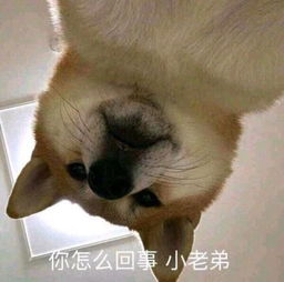 我回来了表情包可爱老弟