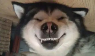 大黄狗笑的那个表情