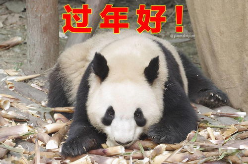  出彩滚滚收好这套滚滚拜年表情包
