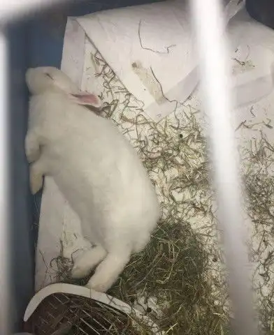 吃我一刀表情包兔子