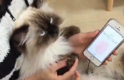  主人把猫咪的爪子录入手机指纹,猫咪一脸生无可恋,表情绝了