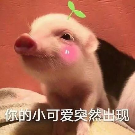 猪表情包动图海狗