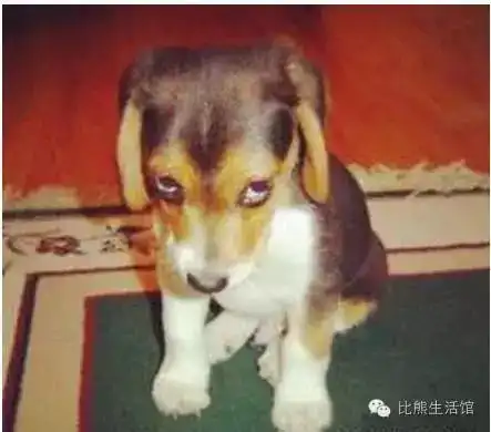  你真的会养狗吗最容易冤枉狗狗的9个情景,你犯了吗