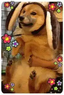 柴犬带字表情包哈士奇