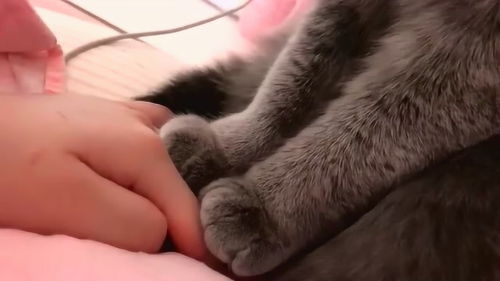  猫咪的爪子踩到了我的手,结果小家伙表情还一脸的高傲,网友倔强