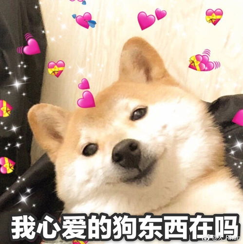 我要个性网表情包狗狗