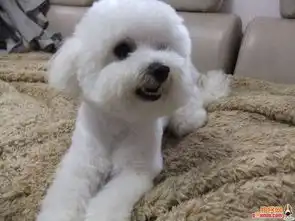 比熊图片表情包出去