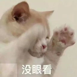 猫爪系列表情包派出所