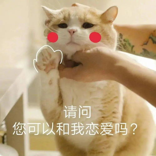  长得可爱就是麻烦丨第125期喵表情