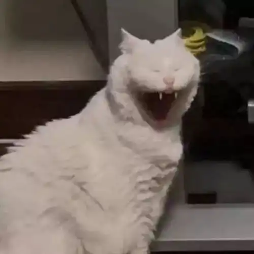  火遍全网的日本猫咪丑照大赛,喵你们真当我不上网啊