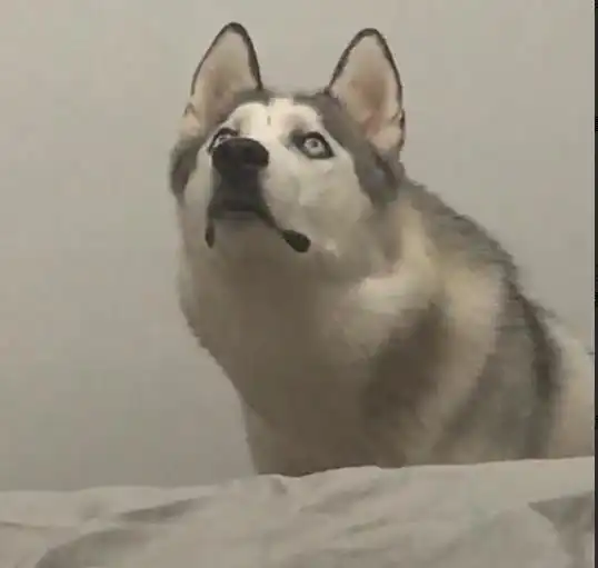  一看二哈这表情,主人都惊慌失措了,二哈先从哪开始拆呢