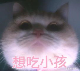 我养了7年的猫,每天都想趁机杀死我