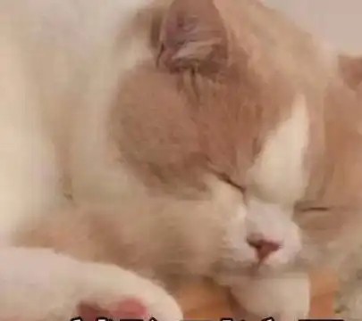 太皮了吧表情包被窝