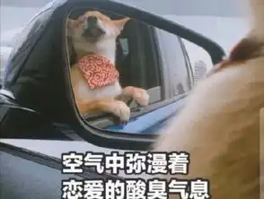  心动预告帮室友找对象