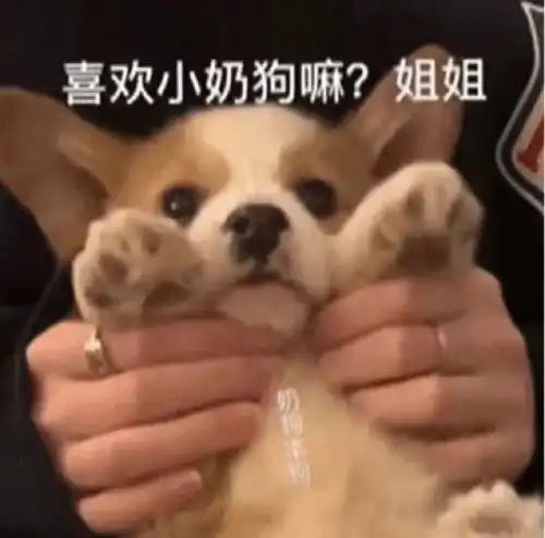 沙雕表情包l在线撒网