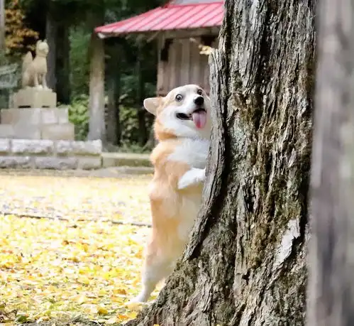  表情包柯基不敌病魔,5年来一直分享快乐主人开心送它离开