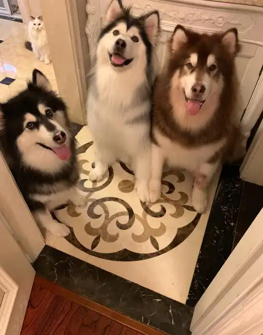  揭秘阿拉斯加雪橇犬的魅力xl号的贴心小棉袄,不暖不要钱