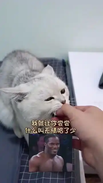  小伙一句话,猫的表情逐渐友善,就差动手了