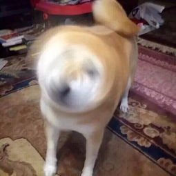 柴犬接住的表情包不讲道