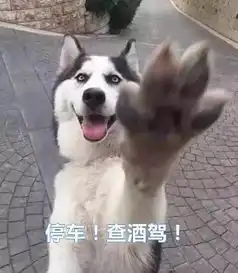  宠物圈的奇葩哈士奇再次发声我变秃了也变强了