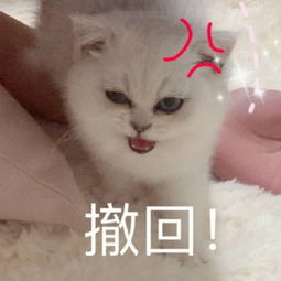  喵咪专用表情包你的脑子怕不是有问题