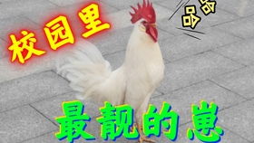  当一只猫胖成猪,是什么表情