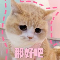  租房养猫真的超不容易啊
