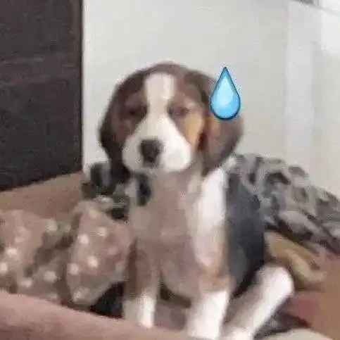  一些奇奇怪怪的狗狗表情包3