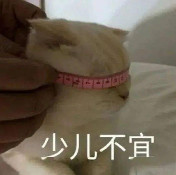  沙雕表情挎起个小猫批脸