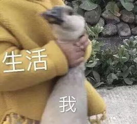  除了老鹿蹒跚,穷秃毕见的90后们还在彼此埋头苦杠