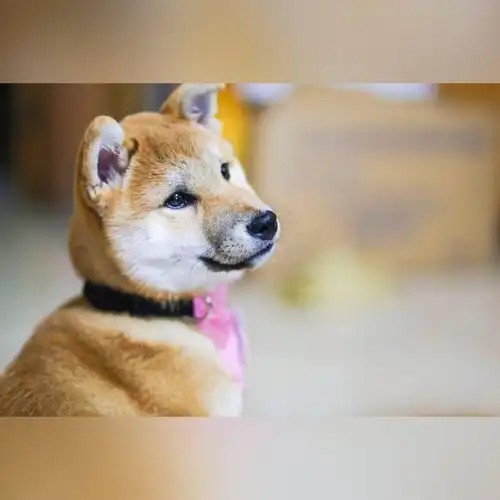  主人逼着柴犬王子做公主,居然还逼着人家做表情包,真是绝了