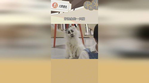  好抽象的一只猫,纯恶意,重生之变成了表情包猫