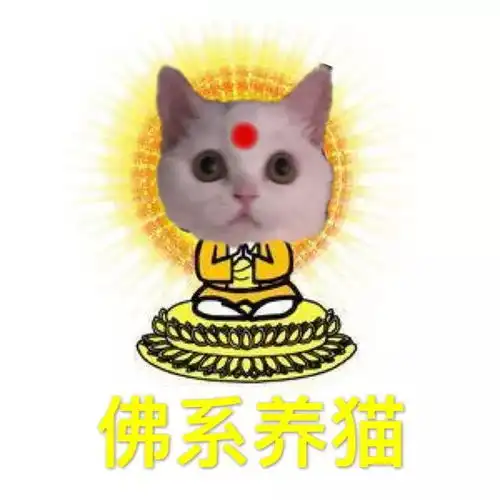  佛系养猫学